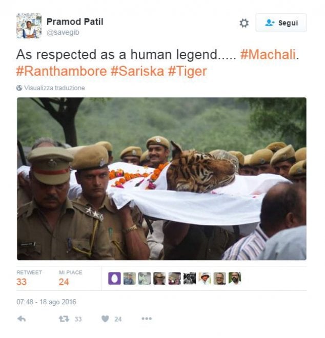 India, muore la regina delle tigri: Machli aveva 19 anni