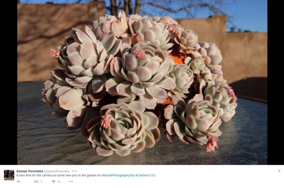 World photo day, su Twitter i mille volti della fotografia