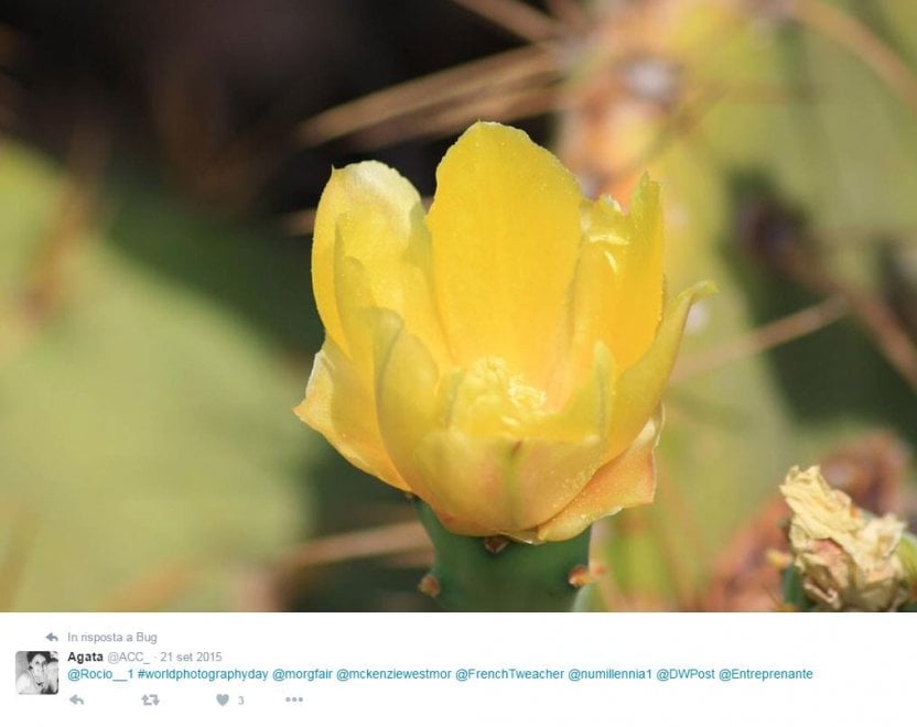 World photo day, su Twitter i mille volti della fotografia