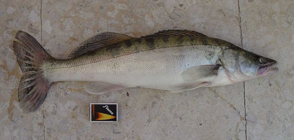 Le specie aliene nel fiume Po