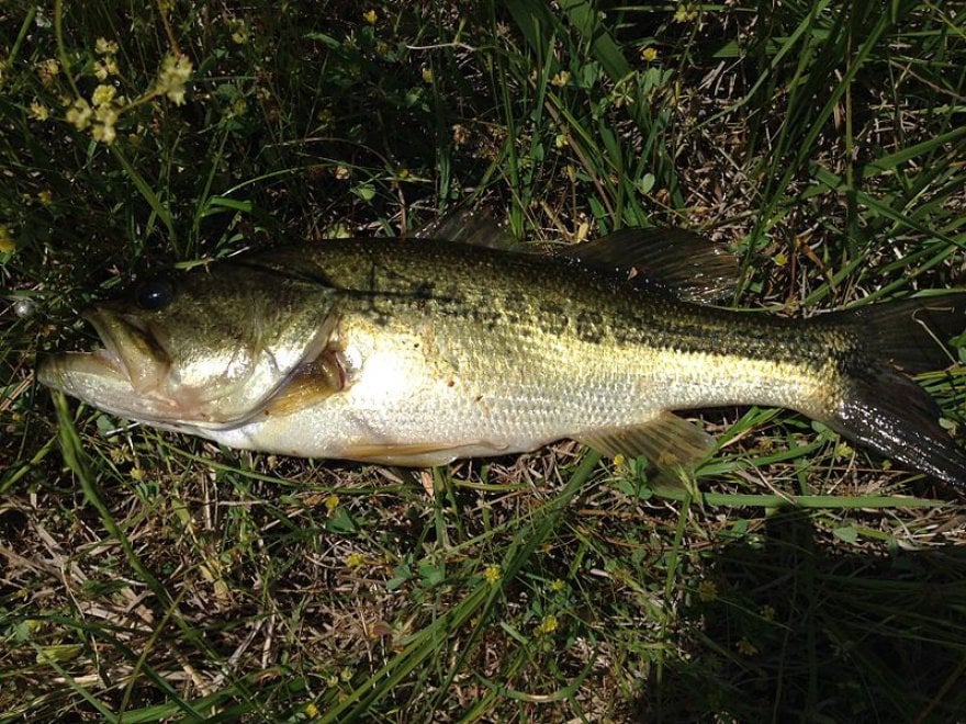 Le specie aliene nel fiume Po