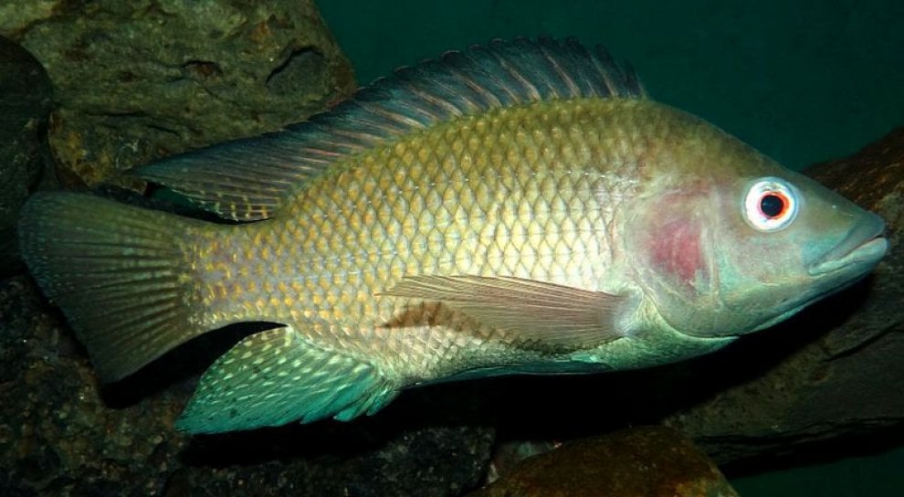Le specie aliene nel fiume Po