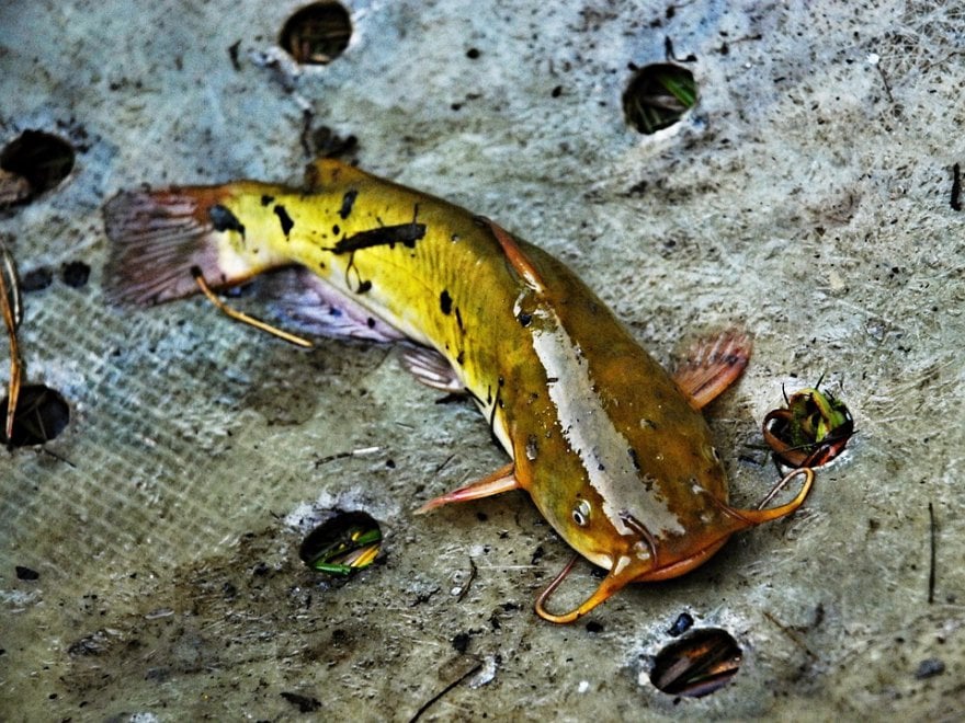 Le specie aliene nel fiume Po
