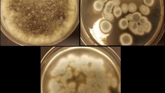 Il fungo Aspergillus niger (in alto a sinistra), il Penicillium  simplicissimum (in alto a destra) e il Penicillium chrysogenum (in  basso) posso riciclare litio e coblato dalle batterie ricaricabili