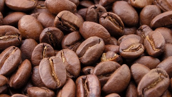 Presto avremo il caffè coltivato in laboratorio