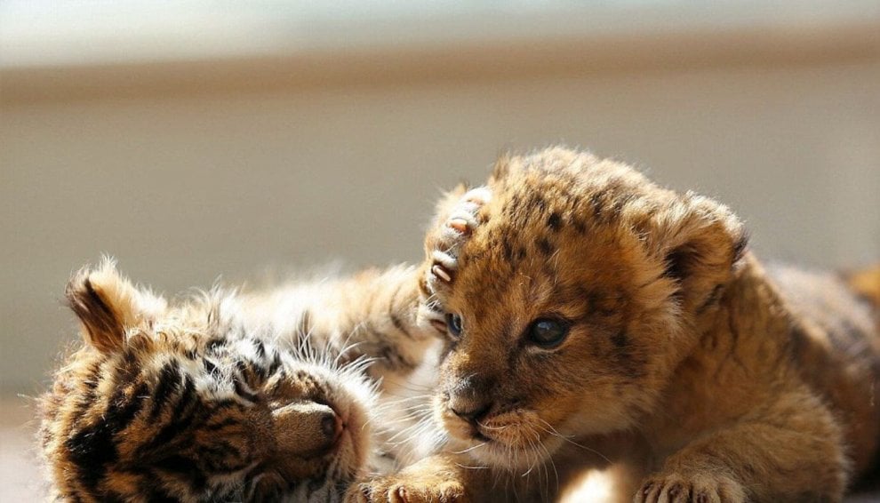 Giappone, l'incredibile amicizia tra la tigre e il leone: i cuccioli sono inseparabili