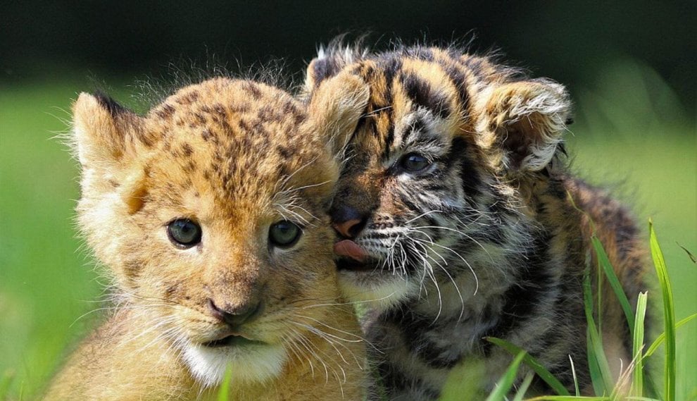 Giappone, l'incredibile amicizia tra la tigre e il leone: i cuccioli sono inseparabili