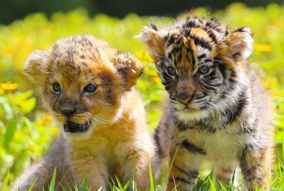 Giappone, l'incredibile amicizia tra la tigre e il leone: i cuccioli sono inseparabili