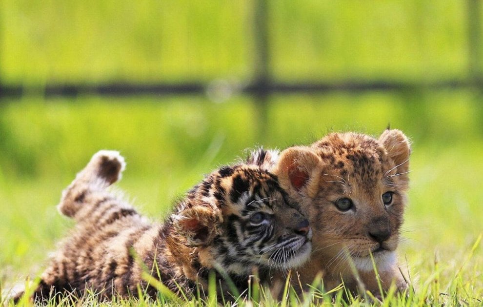 Giappone, l'incredibile amicizia tra la tigre e il leone: i cuccioli sono inseparabili