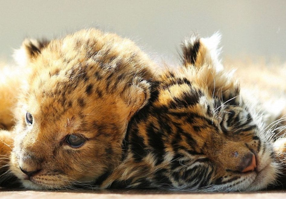 Giappone, l'incredibile amicizia tra la tigre e il leone: i cuccioli sono inseparabili