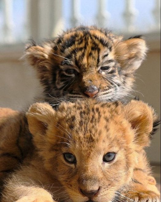 Giappone, l'incredibile amicizia tra la tigre e il leone: i cuccioli sono inseparabili