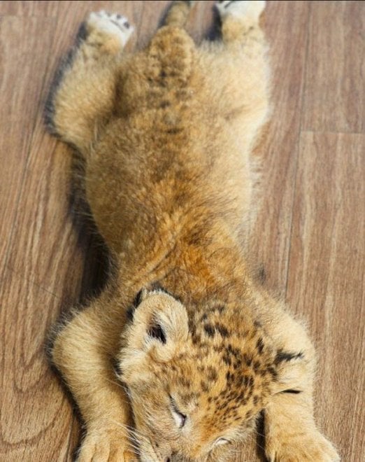 Giappone, l'incredibile amicizia tra la tigre e il leone: i cuccioli sono inseparabili