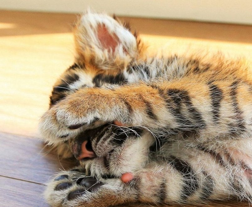 Giappone, l'incredibile amicizia tra la tigre e il leone: i cuccioli sono inseparabili