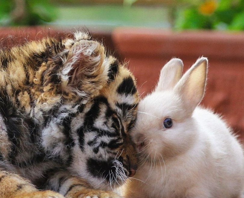 Giappone, l'incredibile amicizia tra la tigre e il leone: i cuccioli sono inseparabili