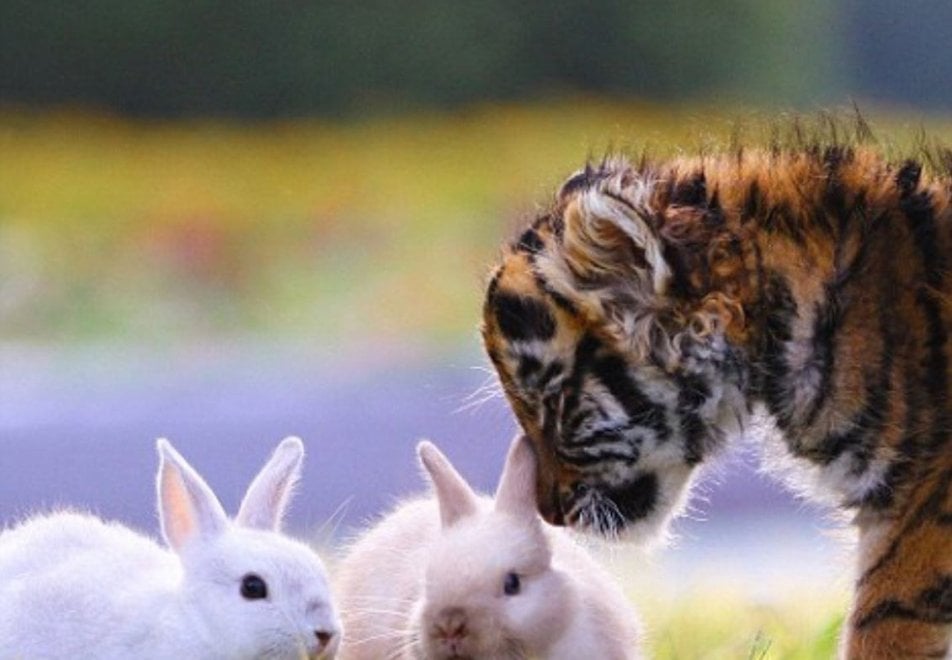 Giappone, l'incredibile amicizia tra la tigre e il leone: i cuccioli sono inseparabili