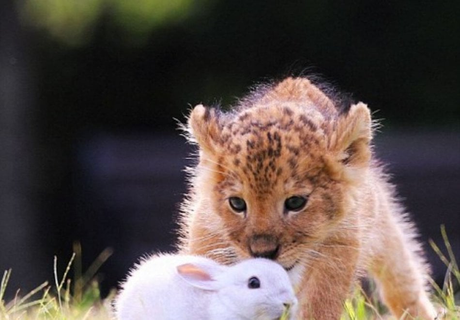 Giappone, l'incredibile amicizia tra la tigre e il leone: i cuccioli sono inseparabili