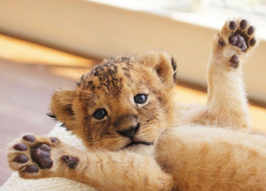 Giappone, l'incredibile amicizia tra la tigre e il leone: i cuccioli sono inseparabili