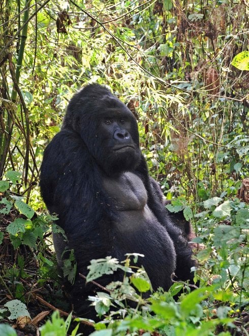 Salvate il gorilla orientale: meno 70 per cento di esemplari in 20 anni