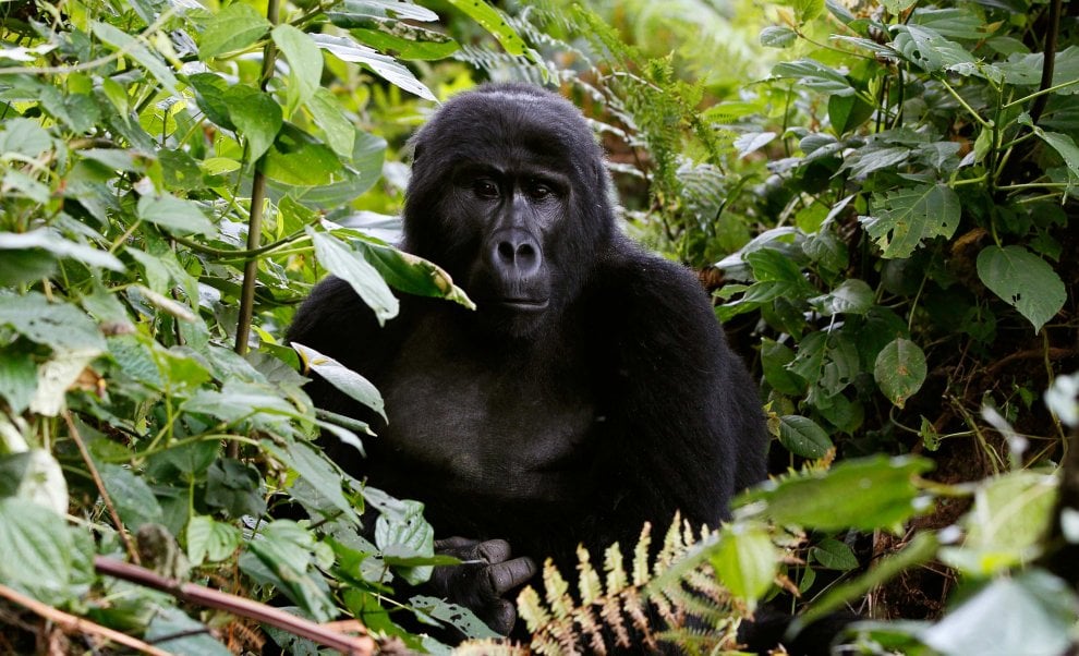 Salvate il gorilla orientale: meno 70 per cento di esemplari in 20 anni