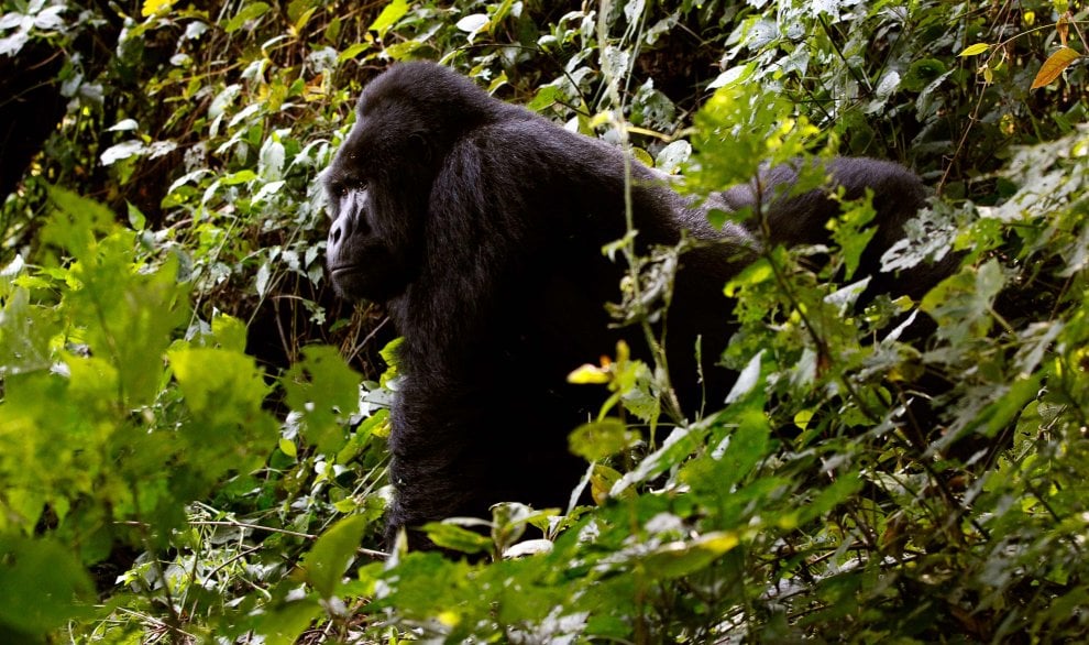 Salvate il gorilla orientale: meno 70 per cento di esemplari in 20 anni