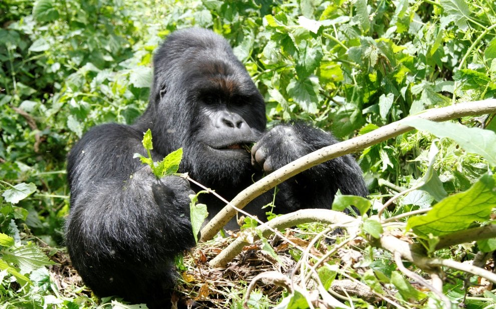 Salvate il gorilla orientale: meno 70 per cento di esemplari in 20 anni