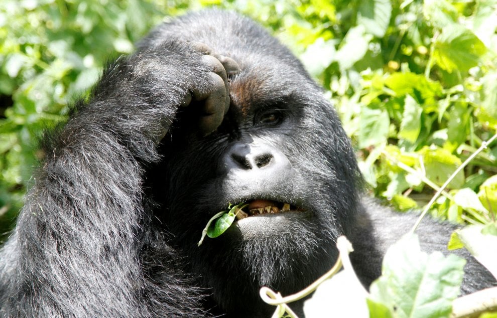 Salvate il gorilla orientale: meno 70 per cento di esemplari in 20 anni