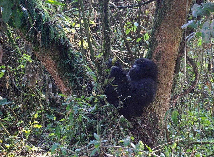 Salvate il gorilla orientale: meno 70 per cento di esemplari in 20 anni