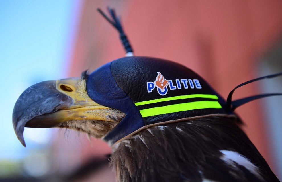 Olanda, la polizia usa aquile contro i droni illegali