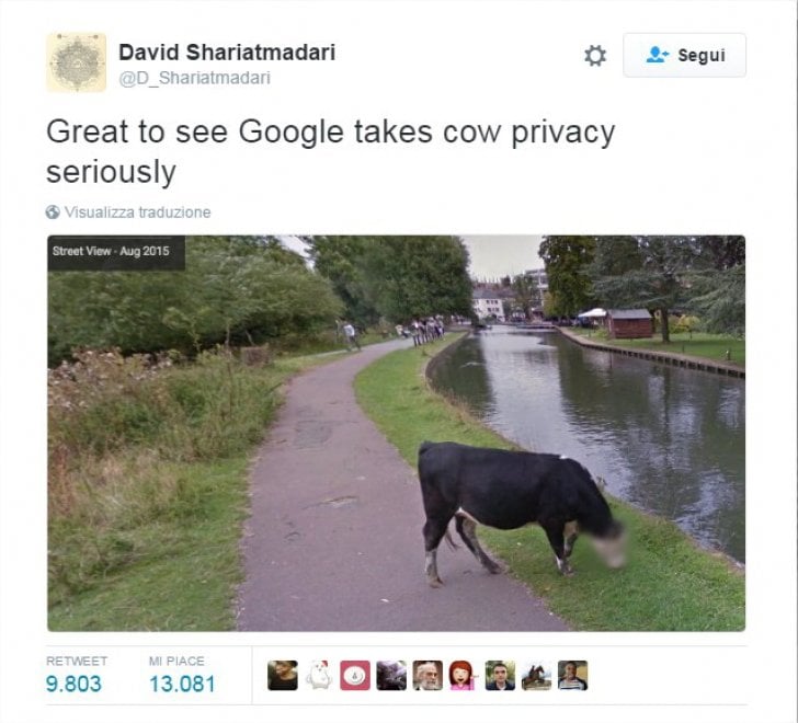 Se Google garantisce la privacy a una mucca