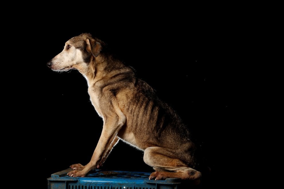 Venezuela, la crisi economica negli occhi dei cani abbandonati