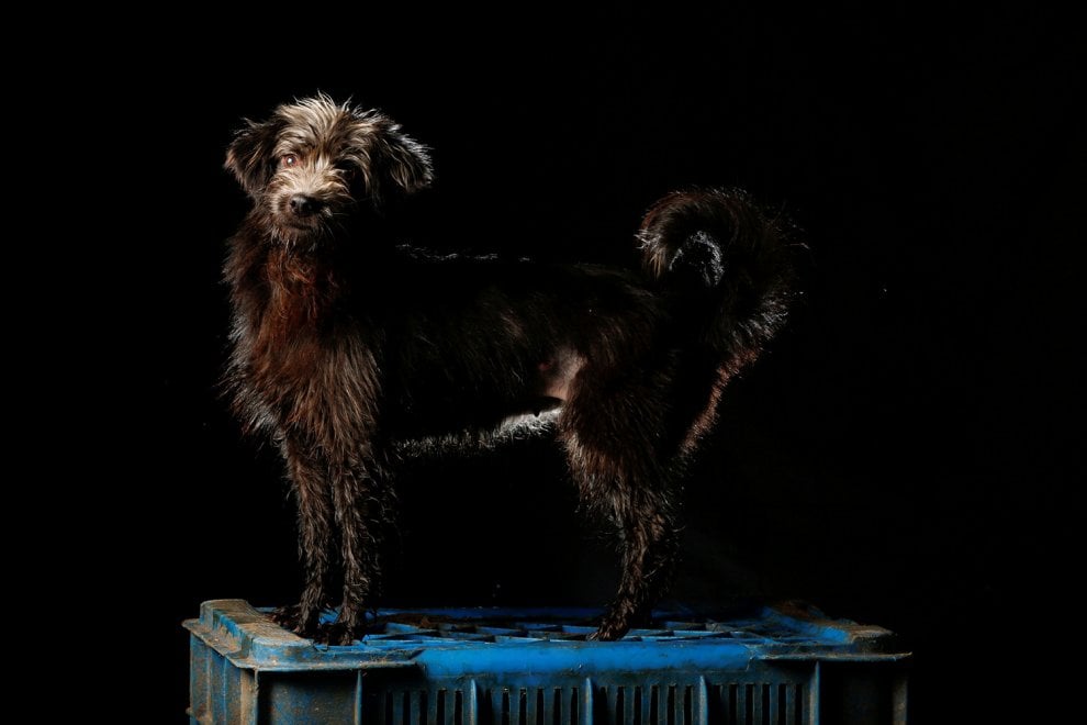 Venezuela, la crisi economica negli occhi dei cani abbandonati