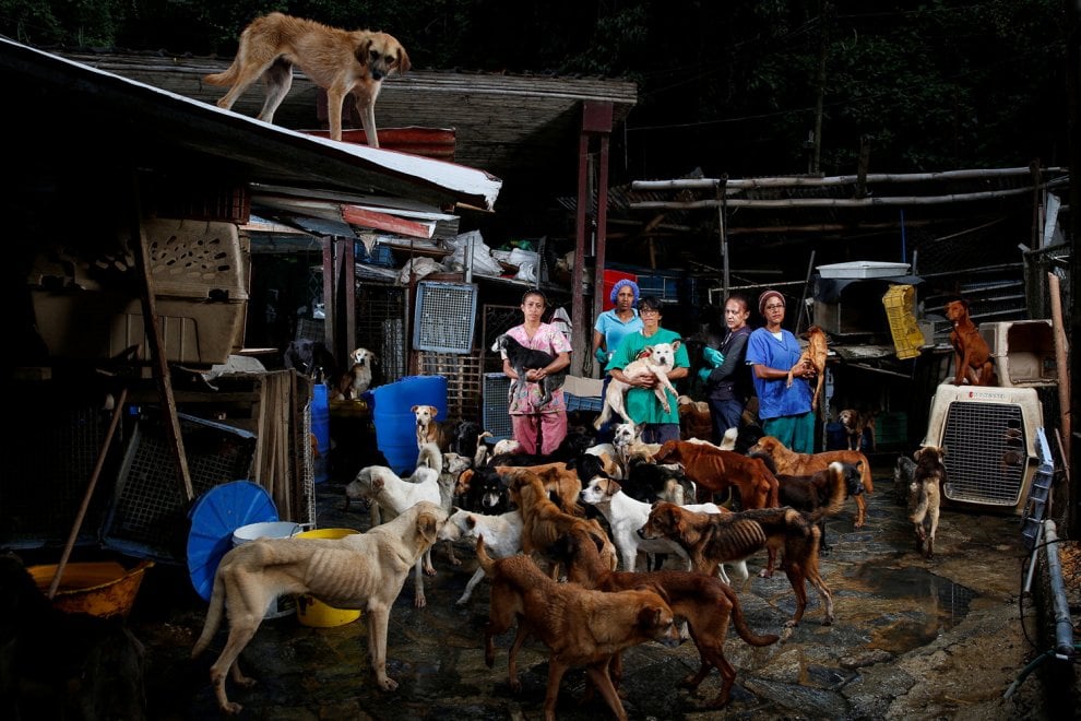 Venezuela, la crisi economica negli occhi dei cani abbandonati