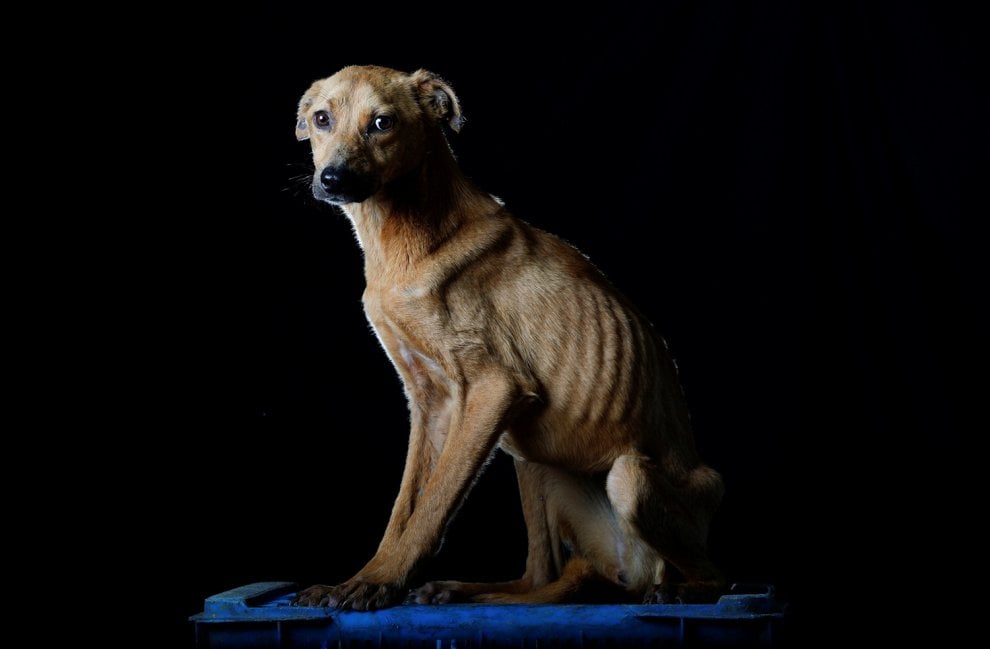 Venezuela, la crisi economica negli occhi dei cani abbandonati