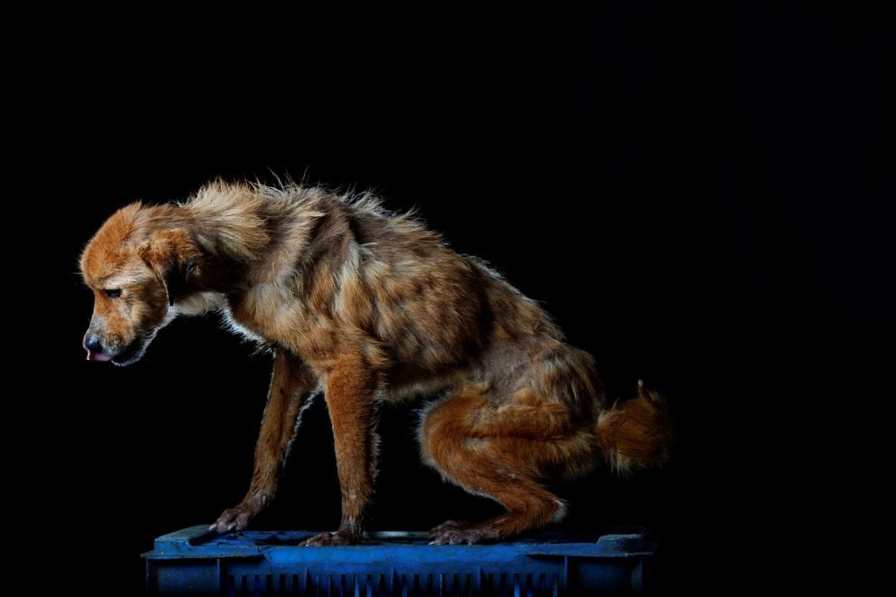 Venezuela, la crisi economica negli occhi dei cani abbandonati
