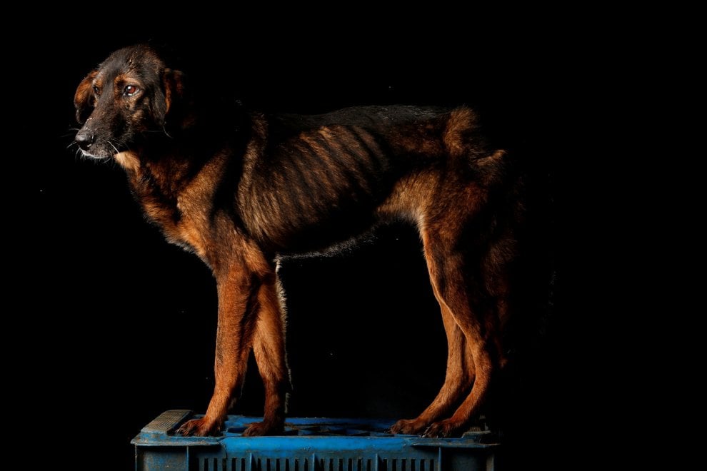 Venezuela, la crisi economica negli occhi dei cani abbandonati