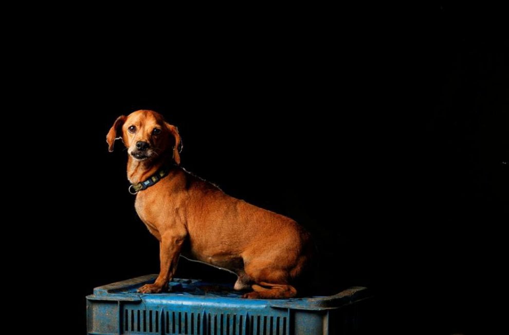 Venezuela, la crisi economica negli occhi dei cani abbandonati