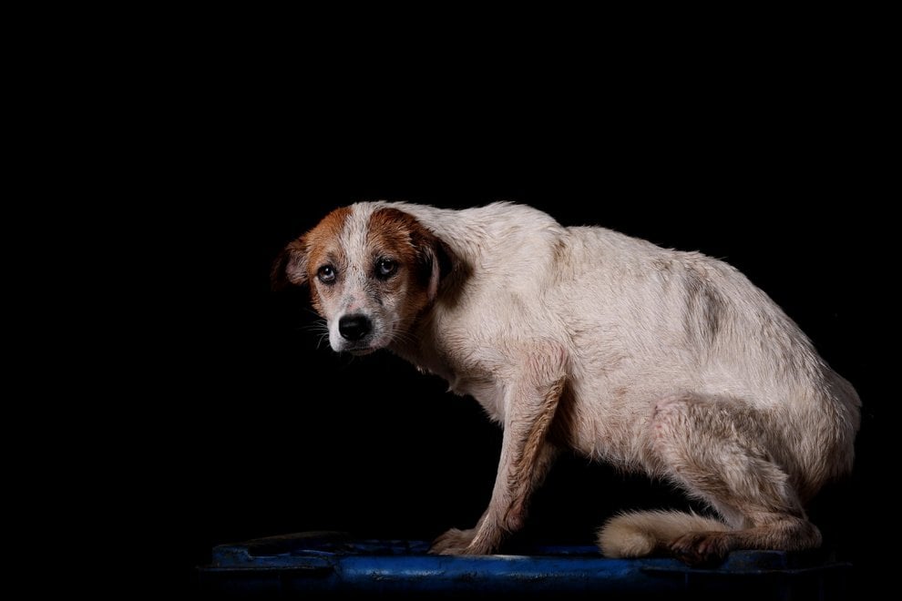 Venezuela, la crisi economica negli occhi dei cani abbandonati