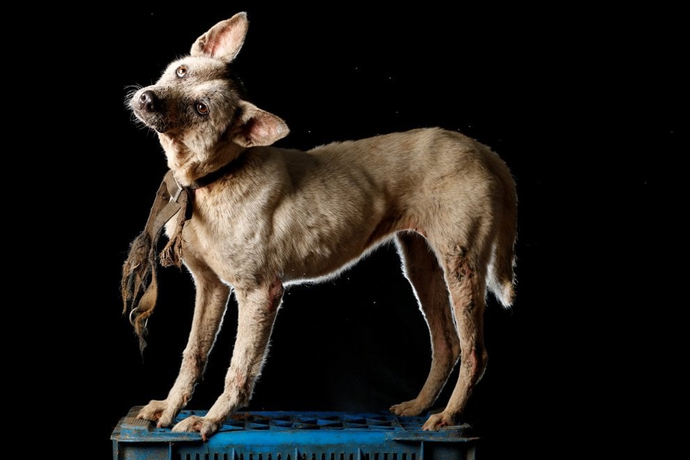 Venezuela, la crisi economica negli occhi dei cani abbandonati