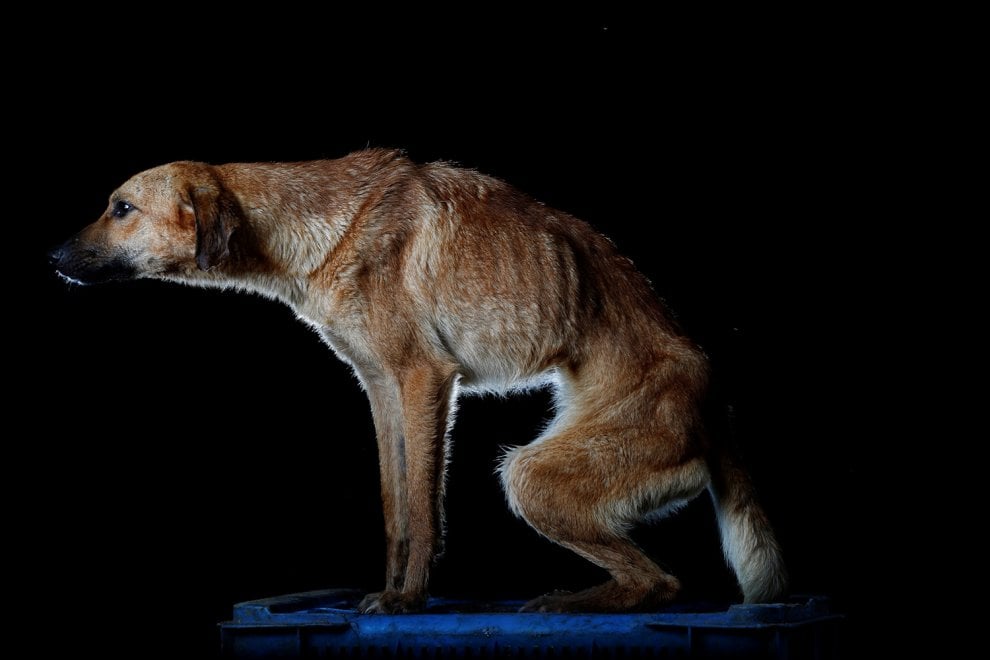 Venezuela, la crisi economica negli occhi dei cani abbandonati