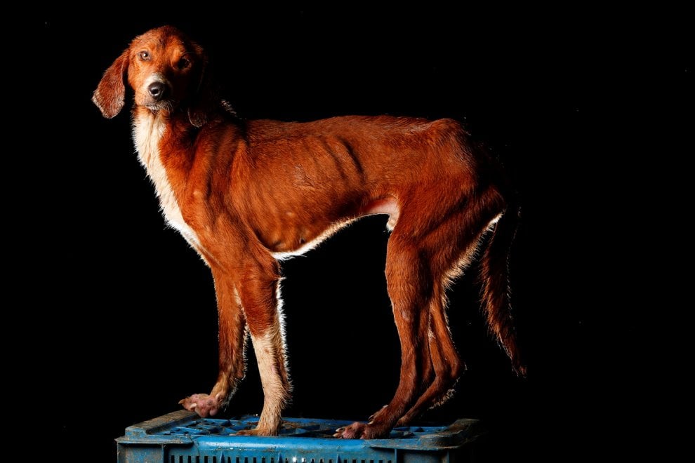 Venezuela, la crisi economica negli occhi dei cani abbandonati