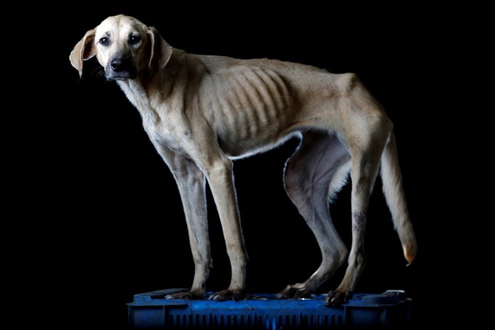 Venezuela, la crisi economica negli occhi dei cani abbandonati