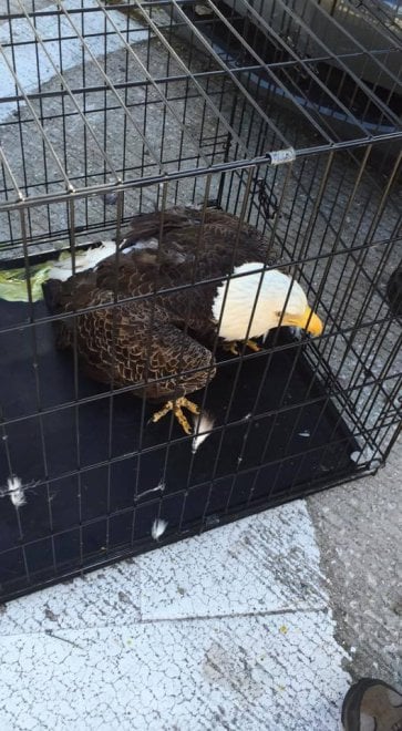 Usa, l'aquila è intrappolata nella macchina: il salvataggio