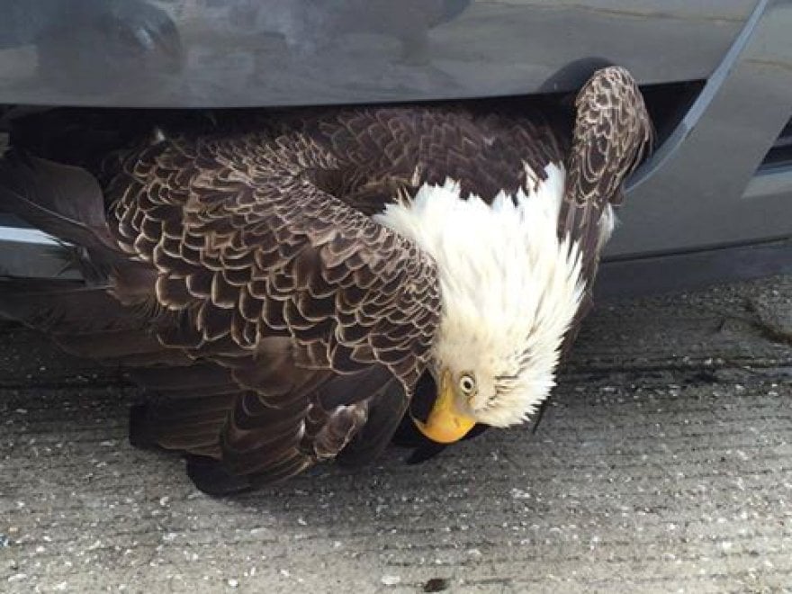Usa, l'aquila è intrappolata nella macchina: il salvataggio