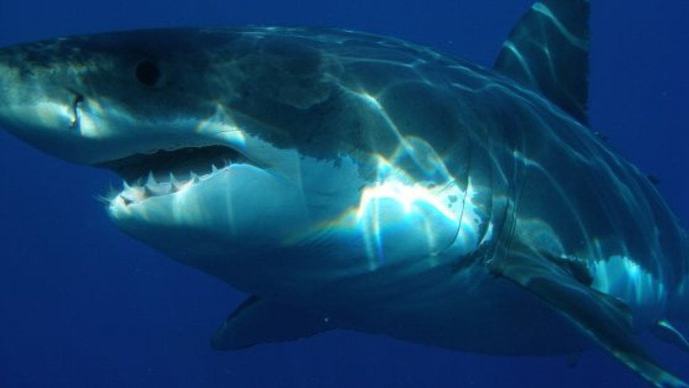 Elefanti e pangolini: nuove specie a rischio
