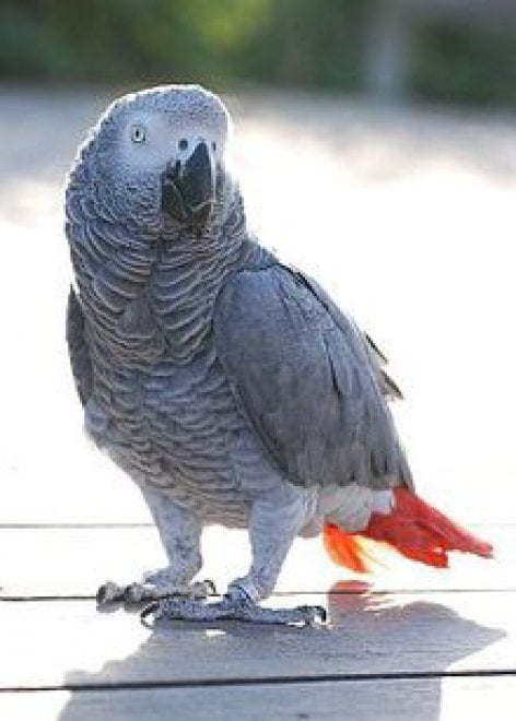 Elefanti e pangolini: nuove specie a rischio