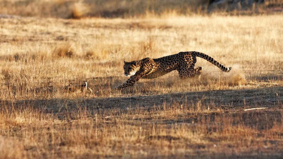 Elefanti e pangolini: nuove specie a rischio