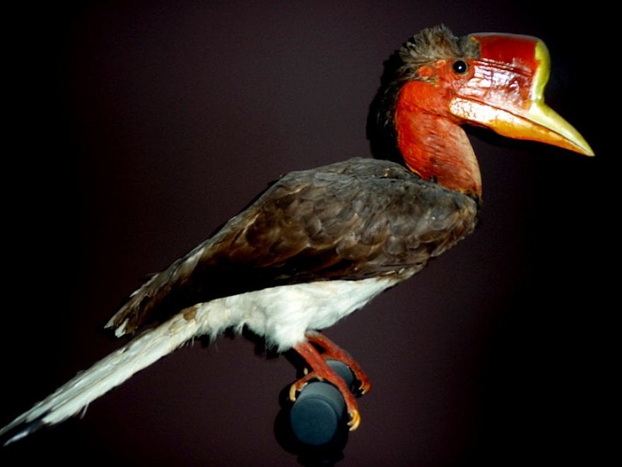 Elefanti e pangolini: nuove specie a rischio