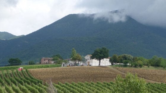I vigneti dell'azienda Bisci, a Matelica