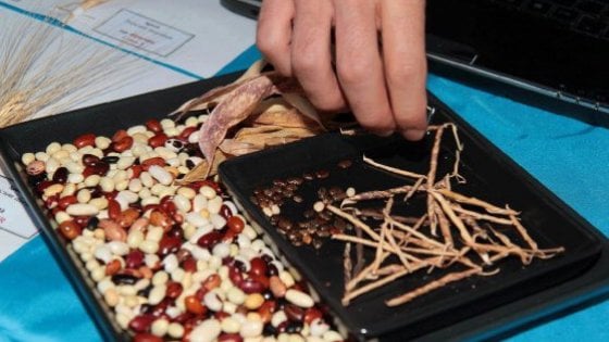 Fagioli, piselli e ceci: così con i legumi sfameremo il mondo