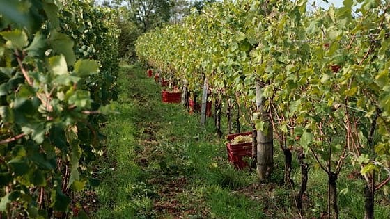 Un vigneto dell'azienda di Benjamin Zidarich